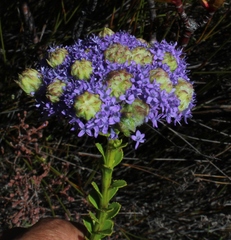 Pseudoselago pulchra