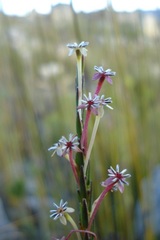 Struthiola macowanii