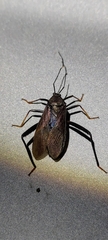Notobitus meleagris