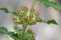 Asclepias obovata
