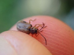 Galerucella calmariensis