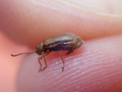 Galerucella calmariensis