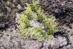 Phymanthus