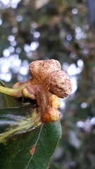 Pemphigus monophagus