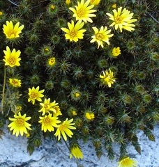Berkheya angustifolia