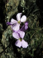 Erysimum linifolium