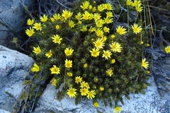 Berkheya angustifolia