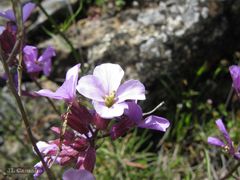 Erysimum linifolium
