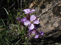 Erysimum linifolium