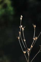 Linum corymbulosum