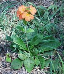 Crossandra greenstockii