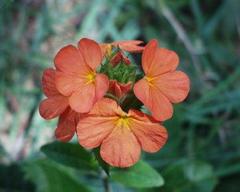 Crossandra greenstockii