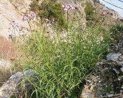 Erysimum linifolium