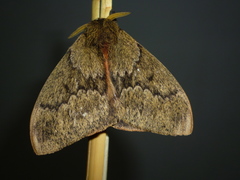 Dirphia muscosa