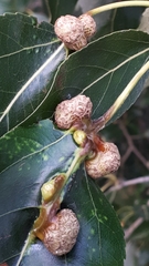 Pemphigus monophagus