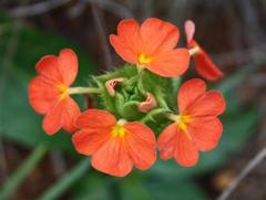 Crossandra greenstockii