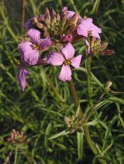 Erysimum linifolium