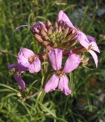 Erysimum linifolium