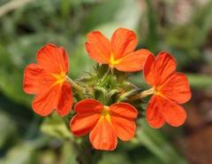 Crossandra greenstockii