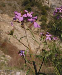 Erysimum linifolium