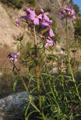 Erysimum linifolium
