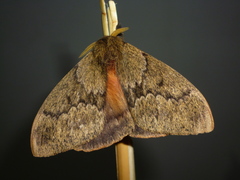 Dirphia muscosa