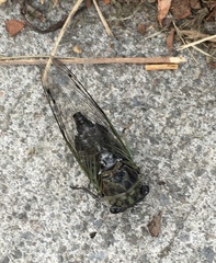 Neotibicen