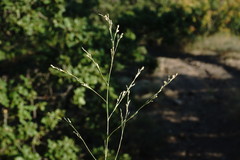Bufonia parviflora