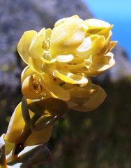 Thesium euphorbioides