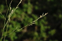 Bufonia parviflora