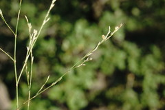 Bufonia parviflora