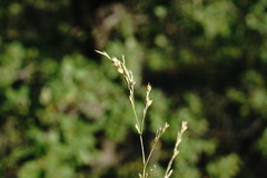 Bufonia parviflora