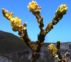 Thesium euphorbioides