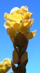 Thesium euphorbioides