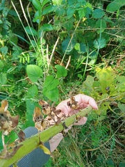 Digitalis grandiflora