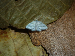 Chloropteryx opalaria