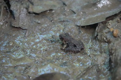 Limnonectes malesianus