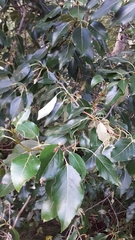 Pemphigus monophagus