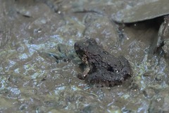 Limnonectes malesianus