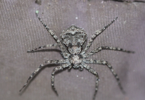 Complex Philodromus poecilus · iNaturalist