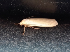 Eilema griseola