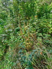 Digitalis grandiflora