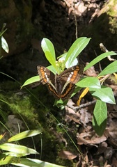 Adelpha alala