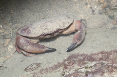 Atergatis integerrimus