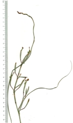 Moraea elsiae