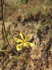 Moraea elsiae