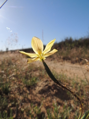 Moraea elsiae
