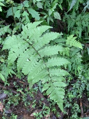 Athyrium opacum