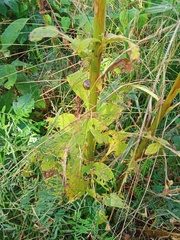 Digitalis grandiflora