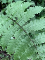 Athyrium opacum